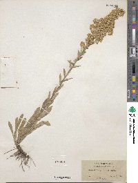 Solidago garrettii image