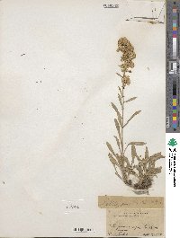 Solidago garrettii image