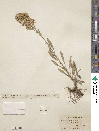 Solidago garrettii image