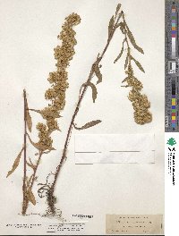 Image of Solidago humilis