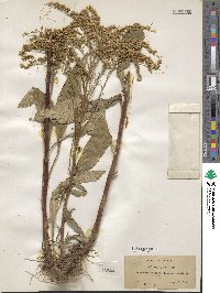 Solidago juncea image