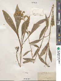 Solidago juncea image