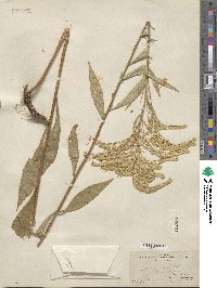 Solidago juncea image