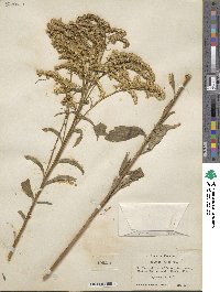 Solidago juncea image