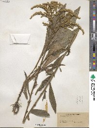 Solidago juncea image