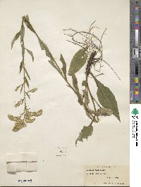 Solidago juncea image