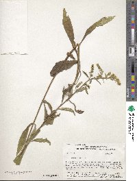 Solidago juncea image