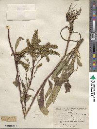 Solidago juncea image