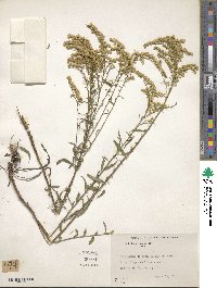 Solidago juncea image