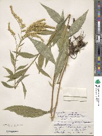 Solidago juncea image