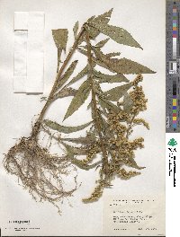 Solidago juncea image