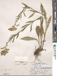 Solidago juncea image