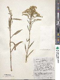 Solidago juncea image