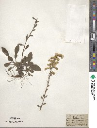 Solidago juncea image