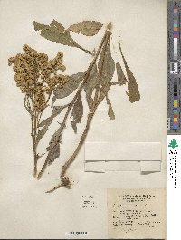 Solidago juncea image