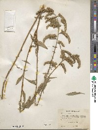 Solidago juncea image