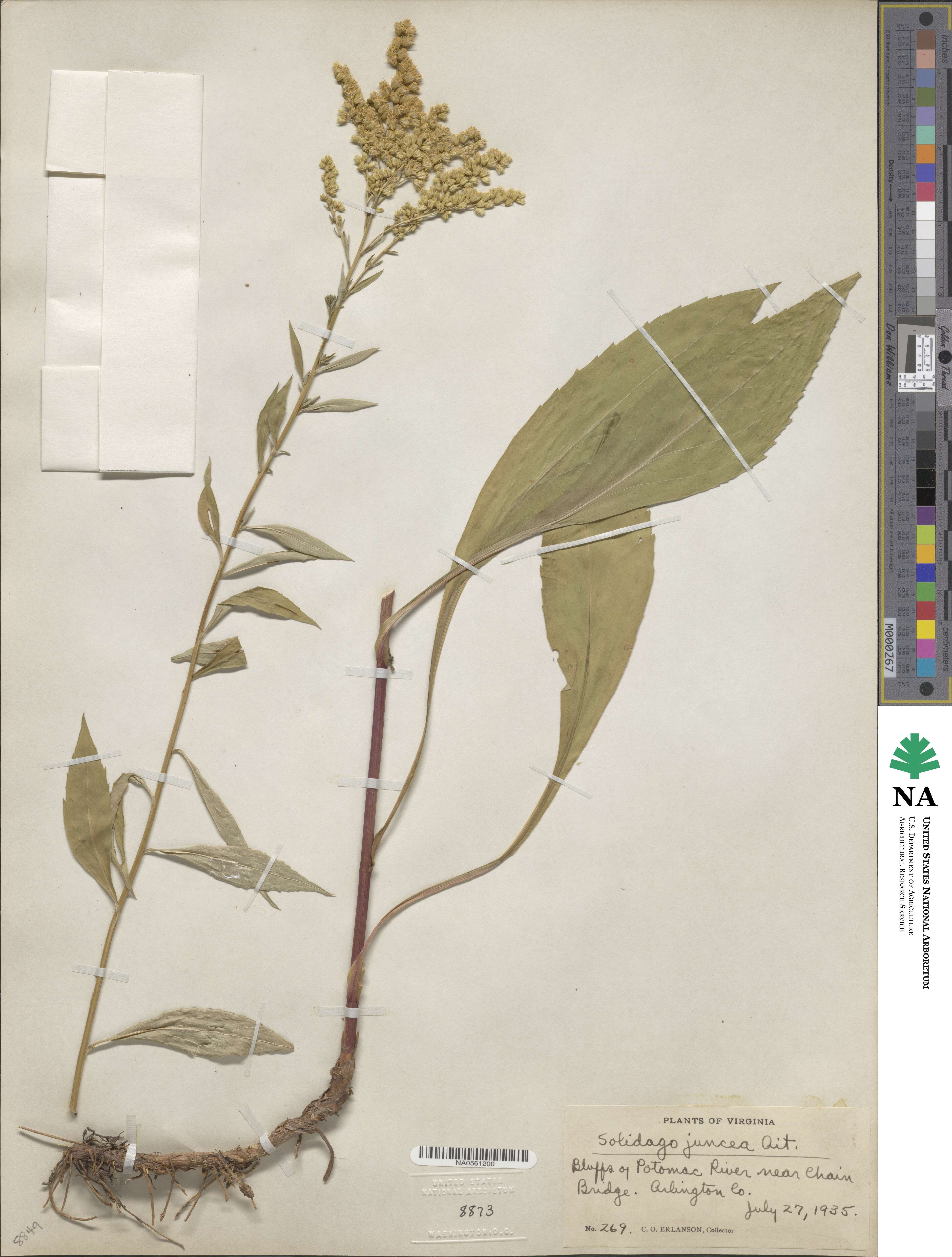 Solidago juncea image