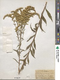 Solidago juncea image