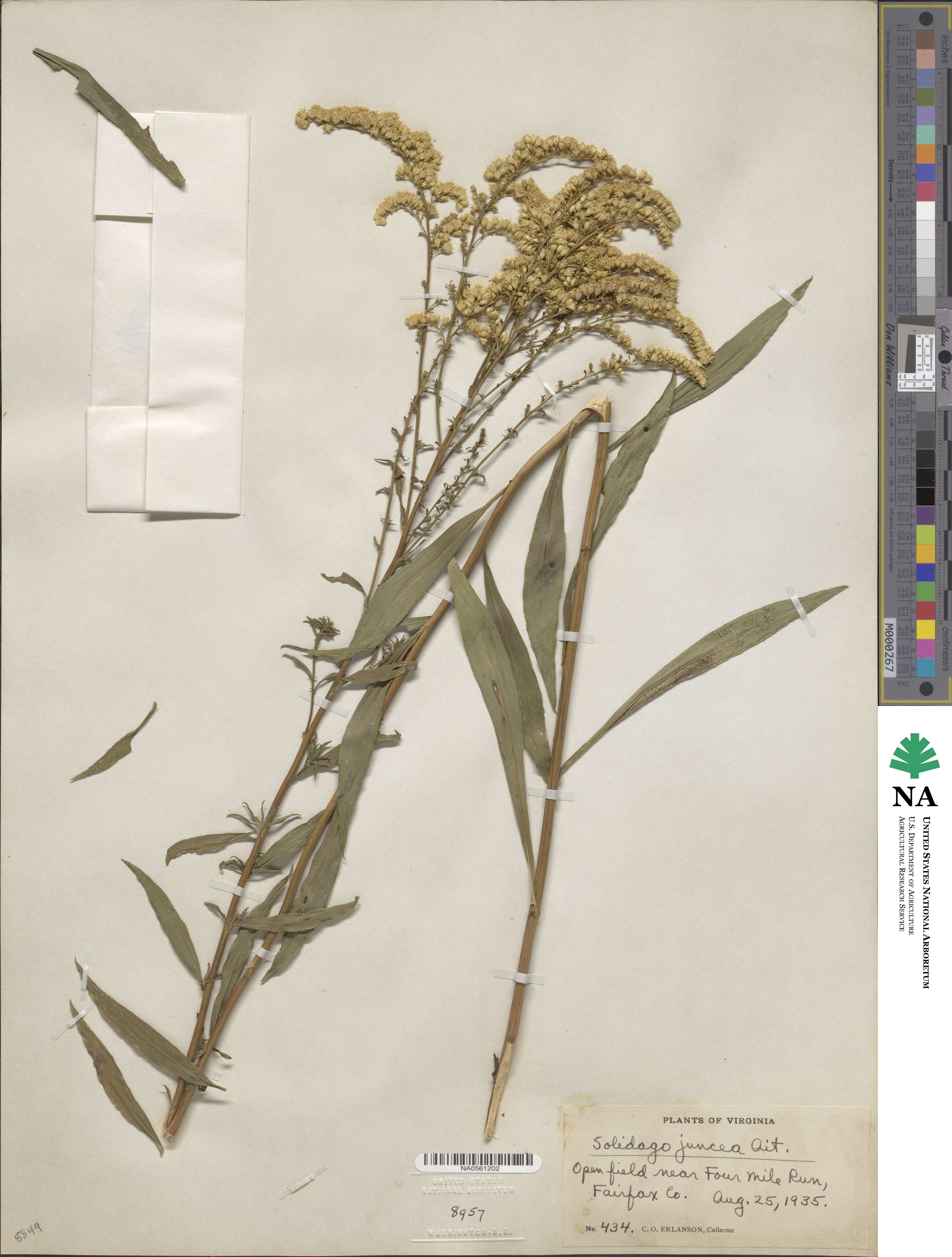 Solidago juncea image