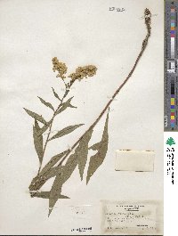 Solidago juncea image