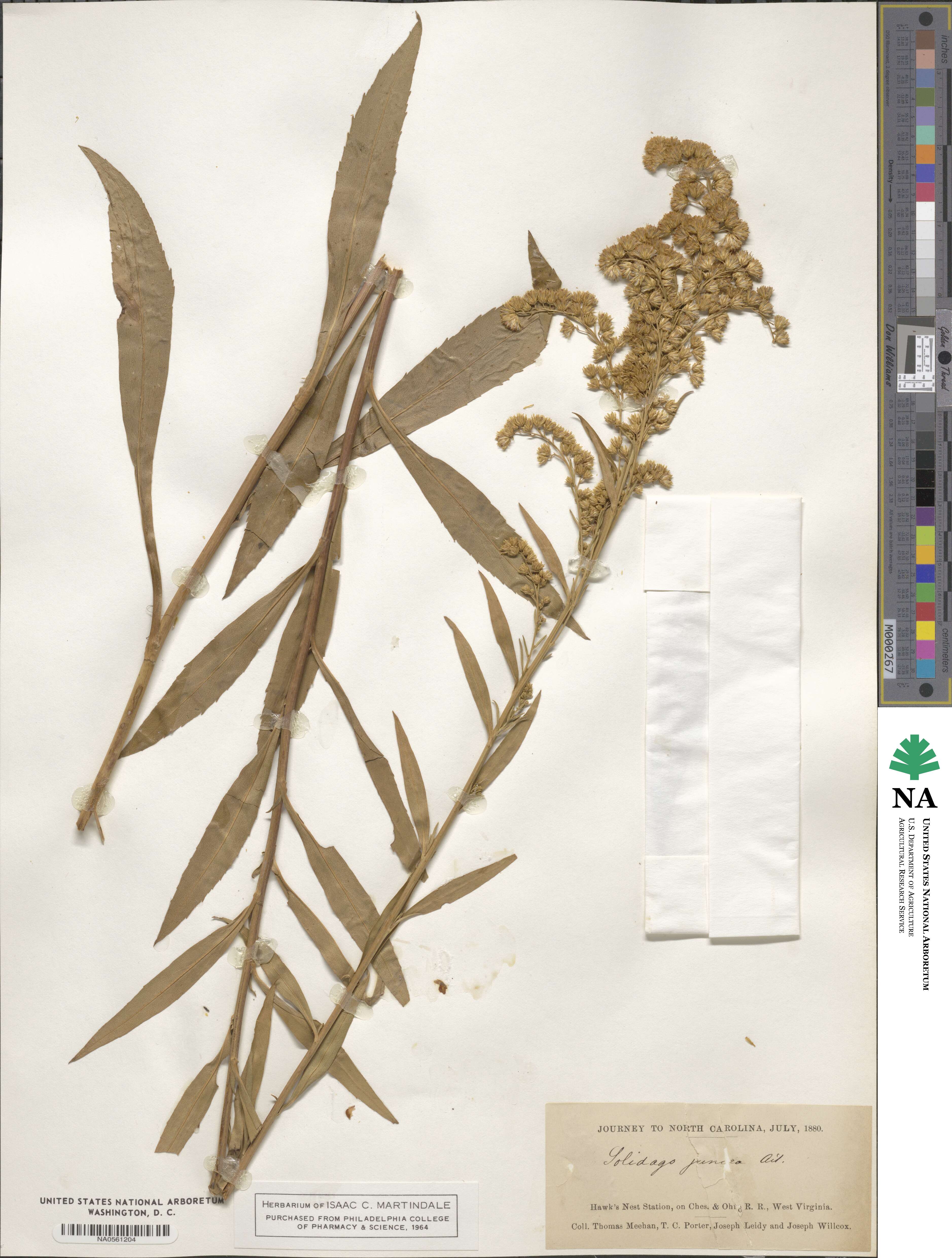 Solidago juncea image