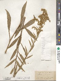 Solidago juncea image