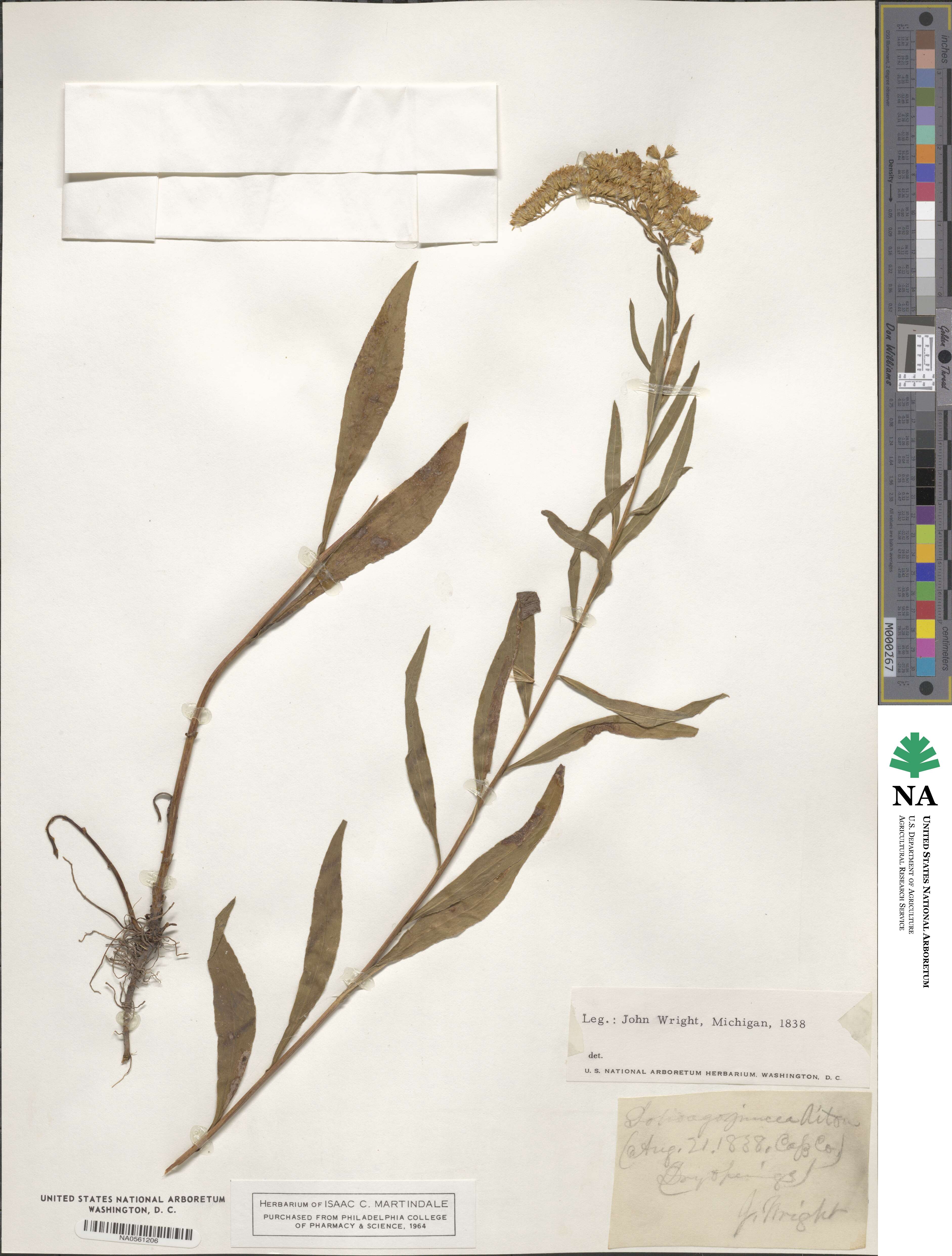 Solidago juncea image