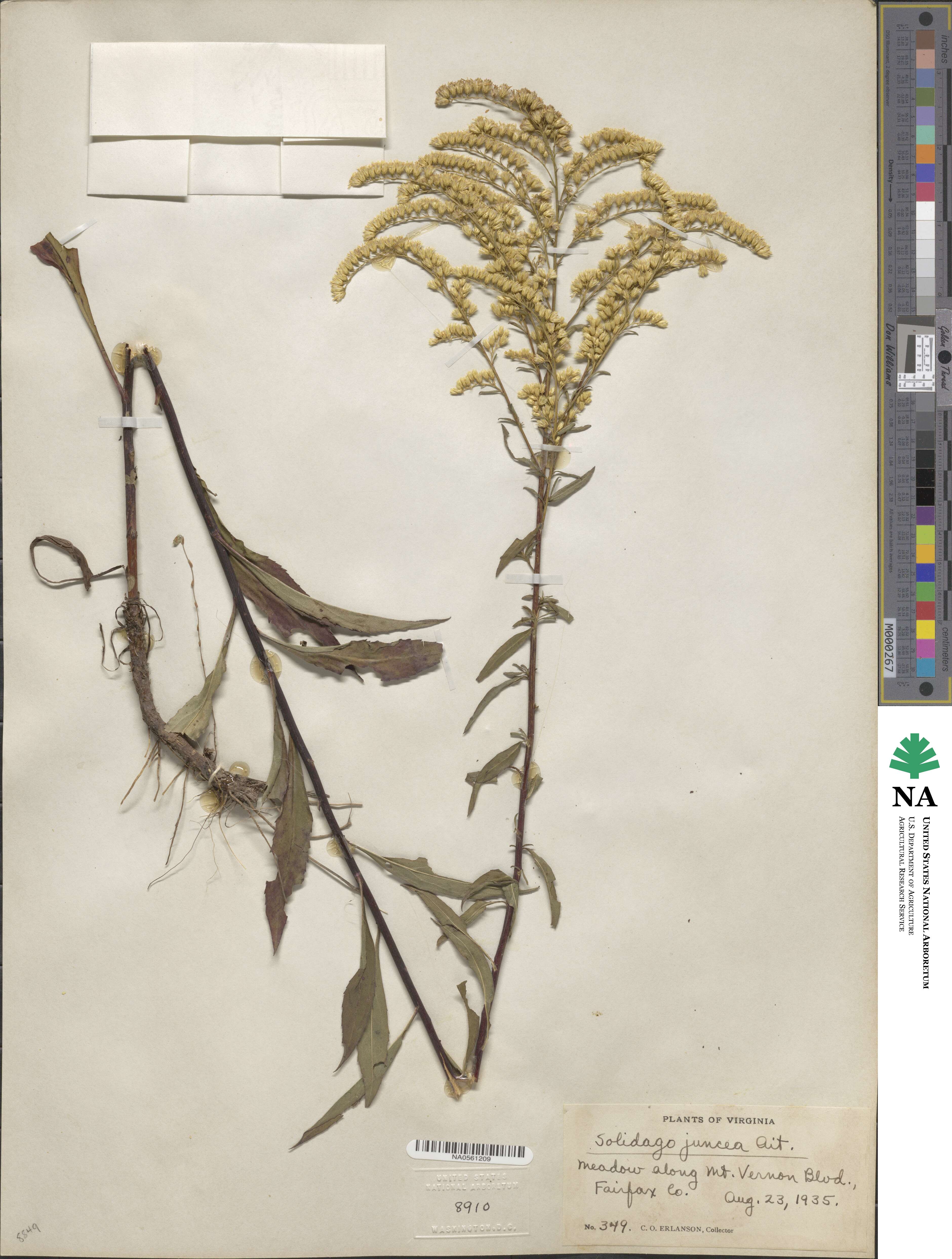 Solidago juncea image