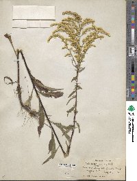 Solidago juncea image