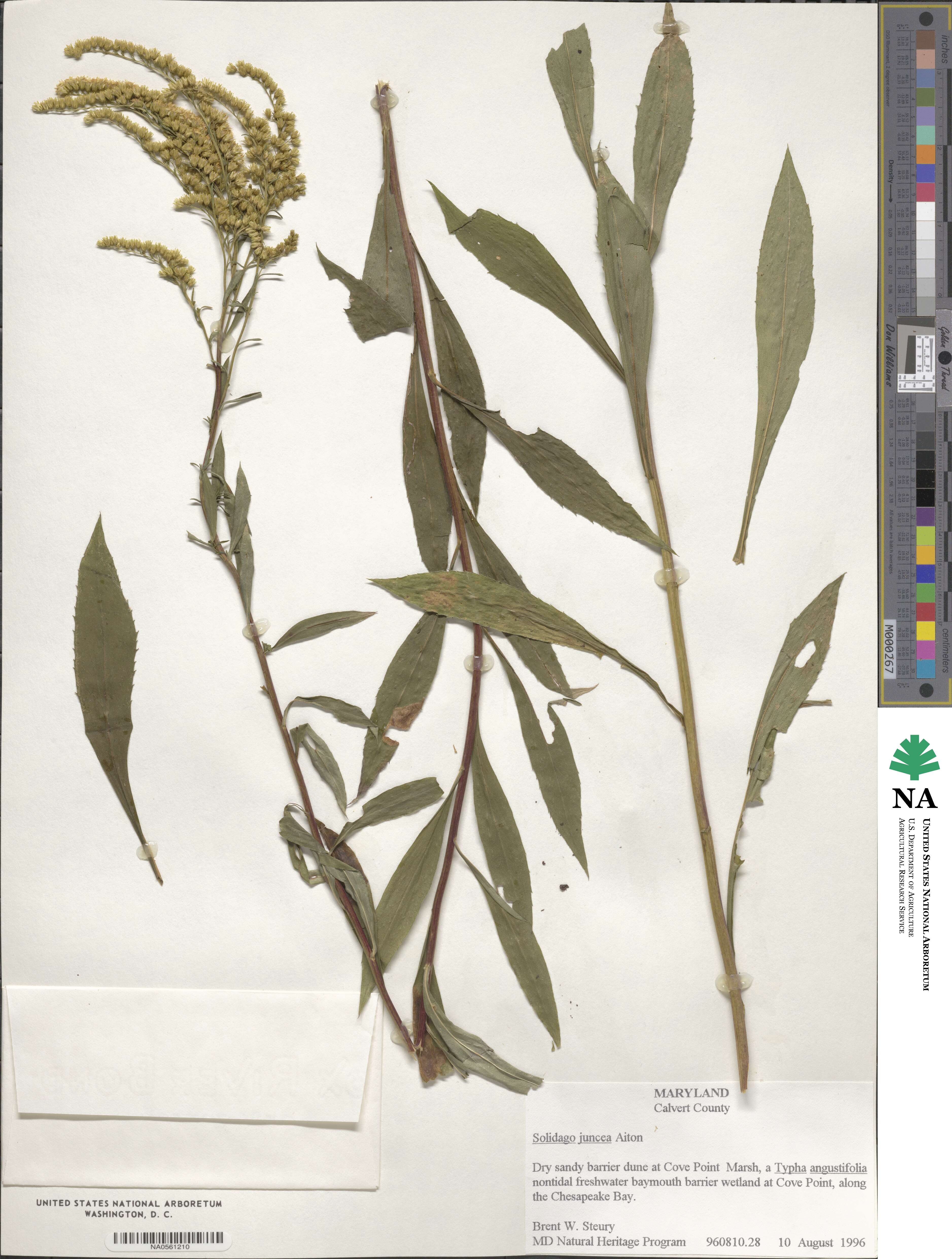 Solidago juncea image