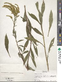 Solidago juncea image