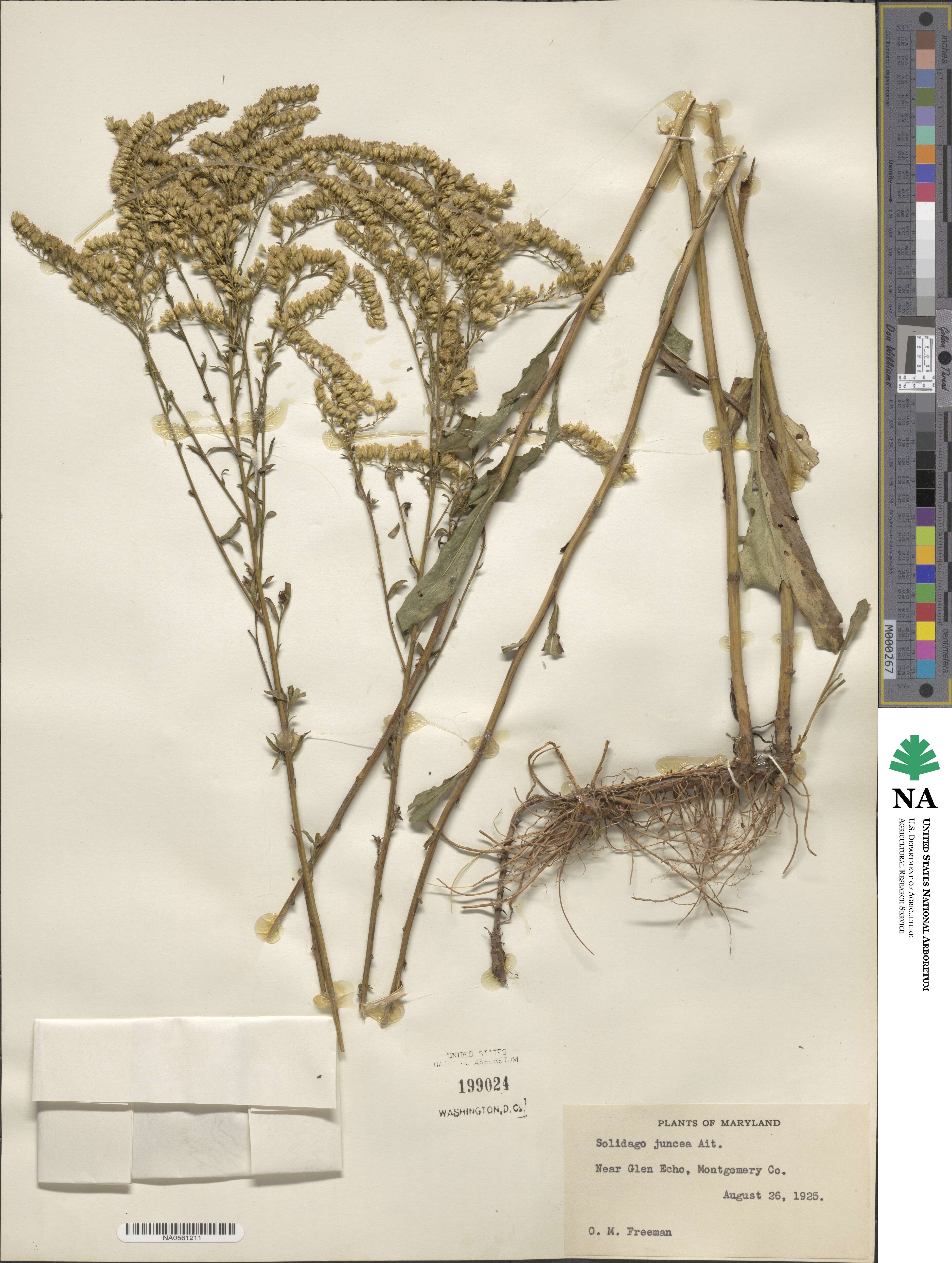 Solidago juncea image