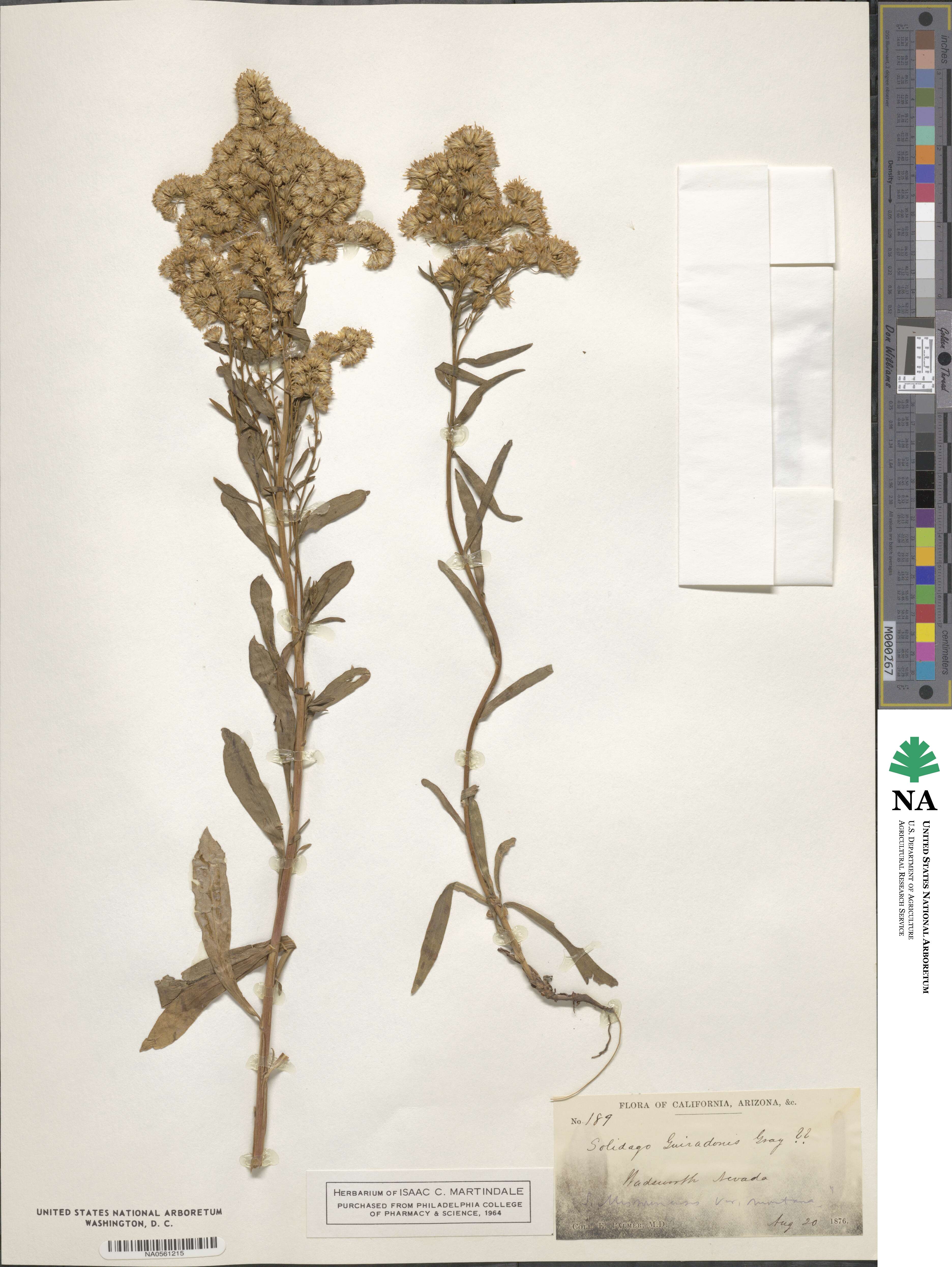 Solidago guiradonis image