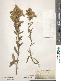 Image of Solidago guiradonis