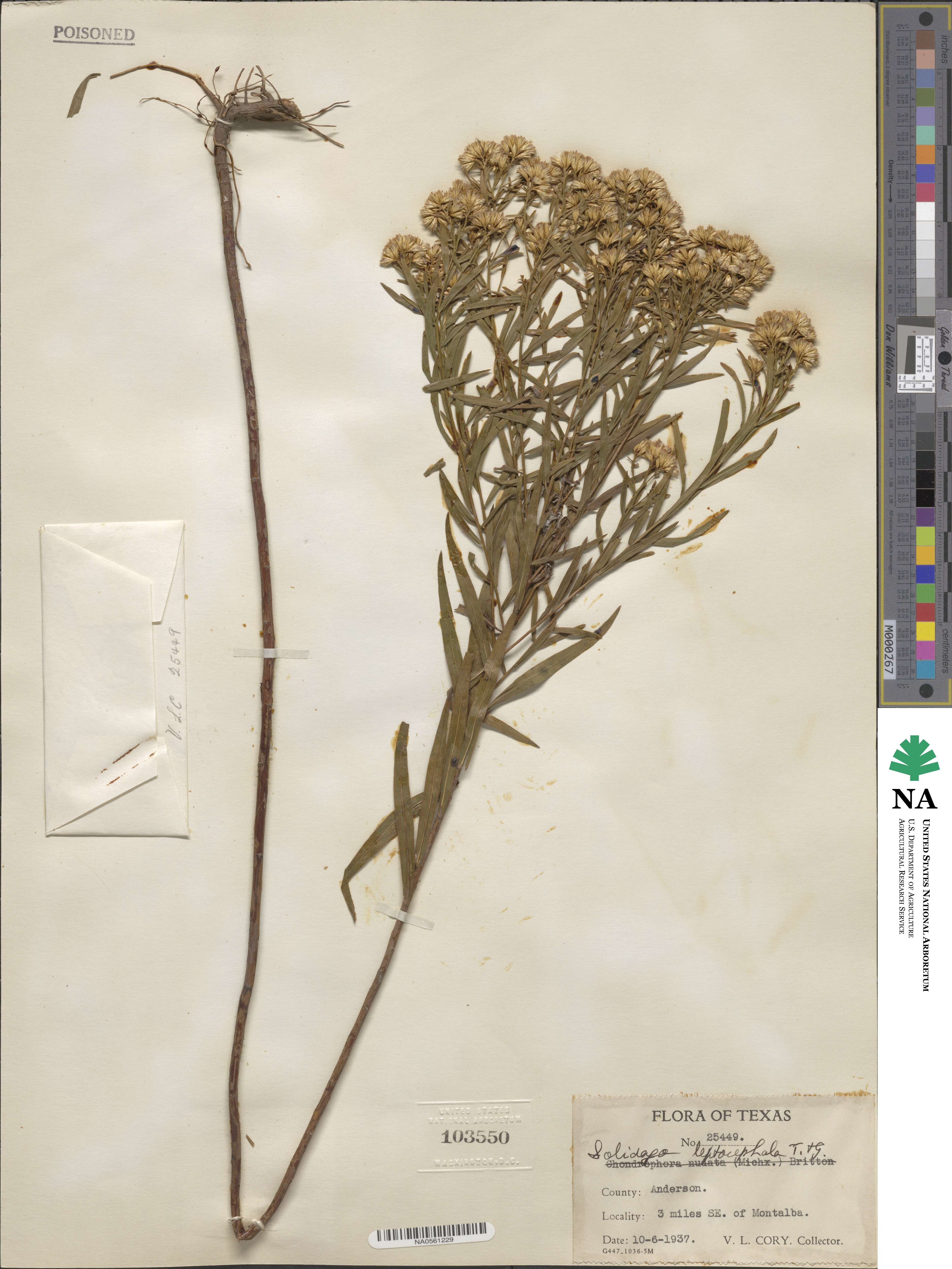 Euthamia leptocephala image