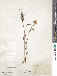 Solidago uliginosa image