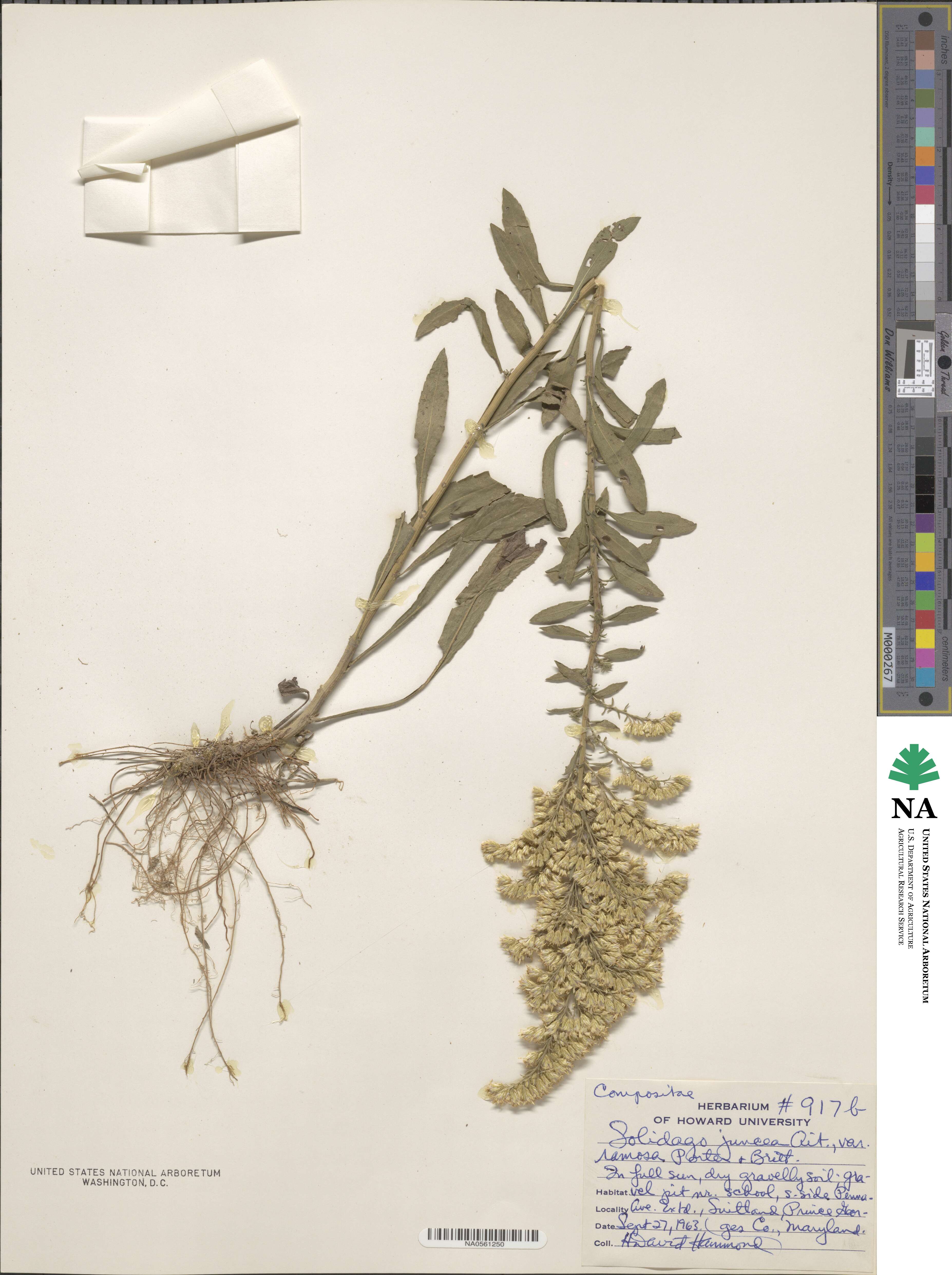 Solidago juncea image