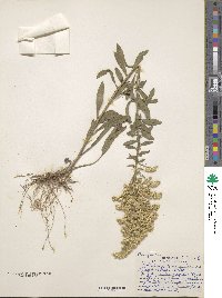 Solidago juncea image