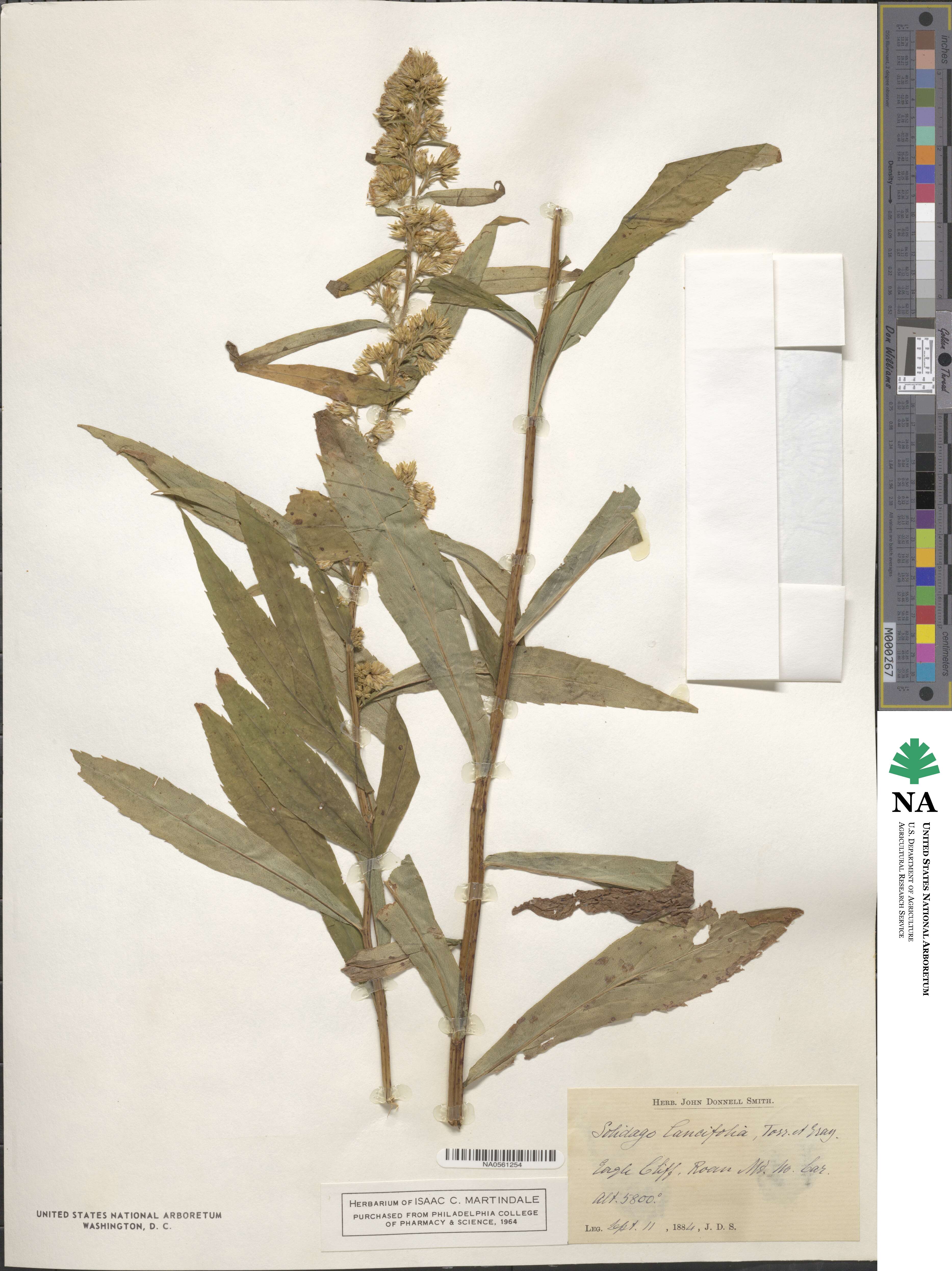 Solidago lancifolia image