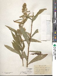 Solidago lancifolia image