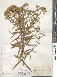 Euthamia lanceolata image