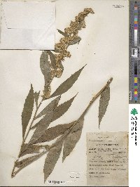 Solidago lancifolia image