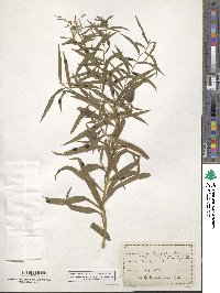 Euthamia lanceolata image