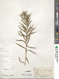 Euthamia lanceolata image