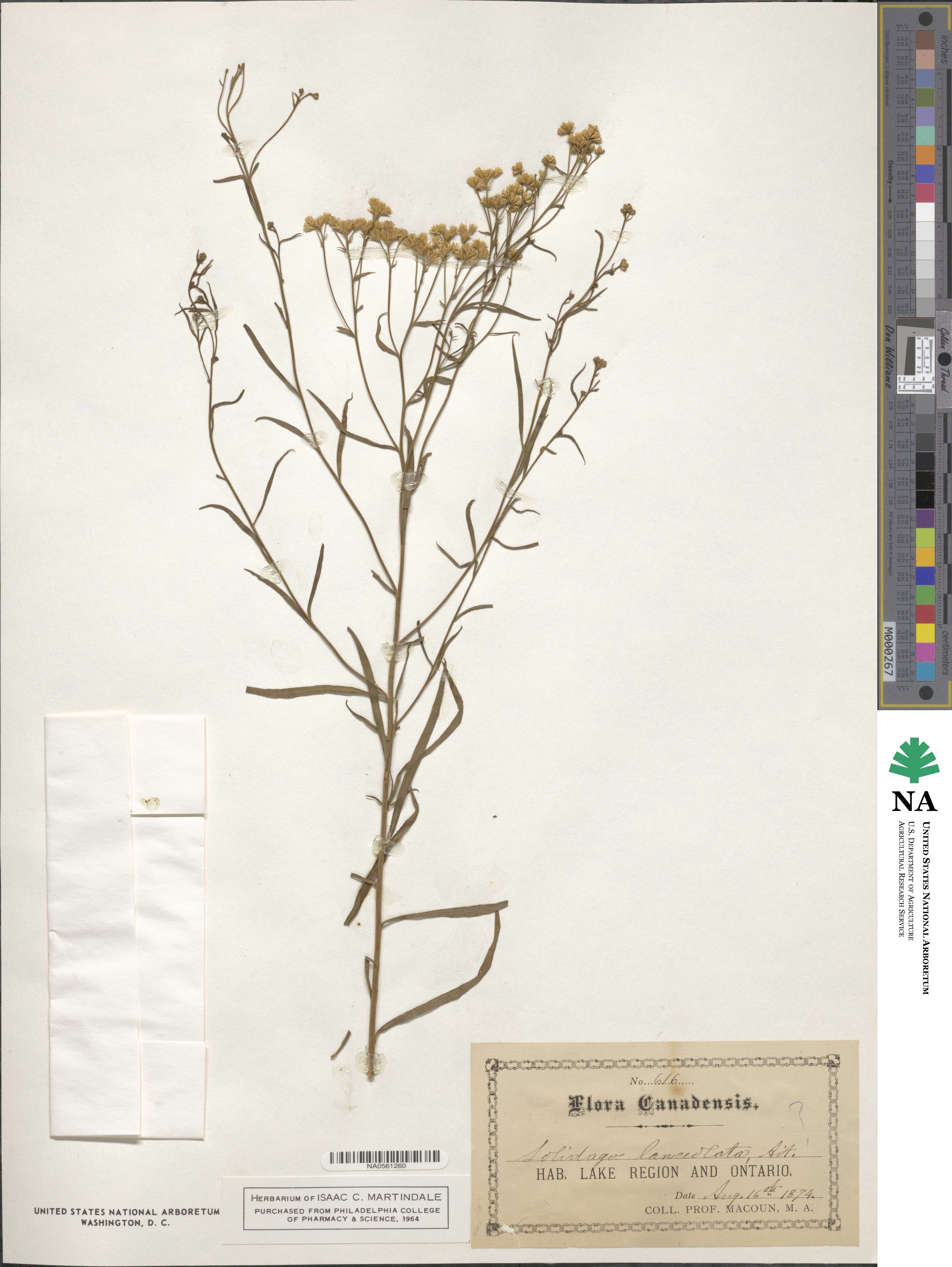 Euthamia lanceolata image