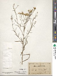 Euthamia lanceolata image