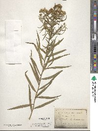 Euthamia lanceolata image