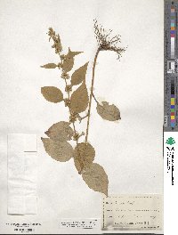 Solidago virgaurea image