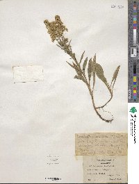 Solidago missouriensis image