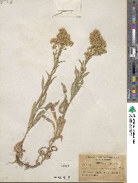 Solidago missouriensis image